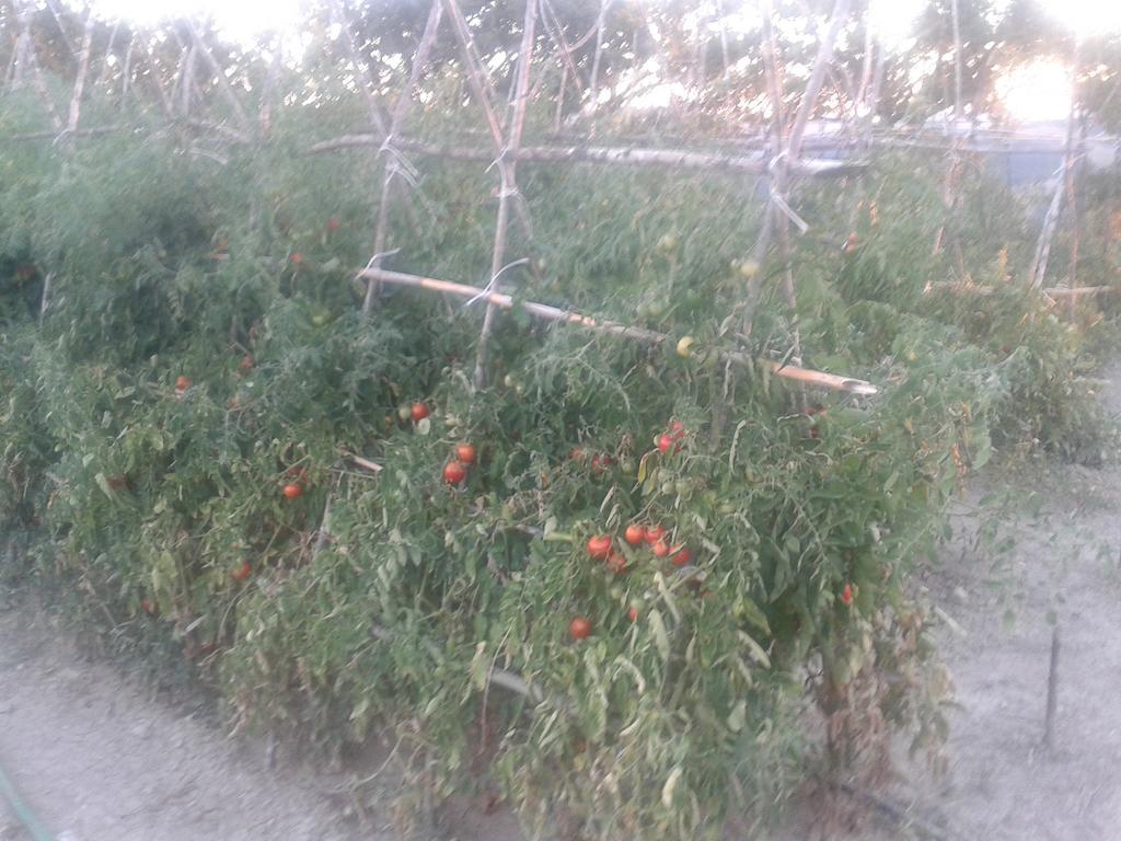 Agriturismo Santa Chiara Pomarance Dış mekan fotoğraf