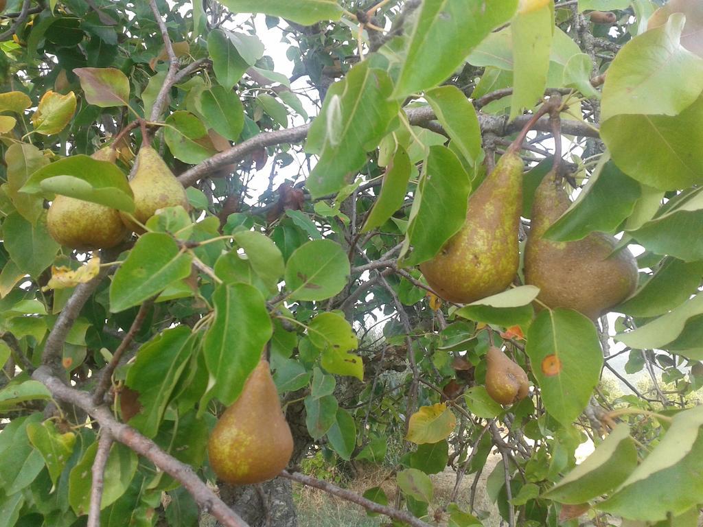Agriturismo Santa Chiara Pomarance Dış mekan fotoğraf