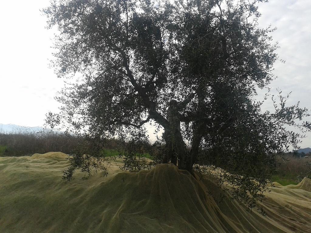 Agriturismo Santa Chiara Pomarance Dış mekan fotoğraf